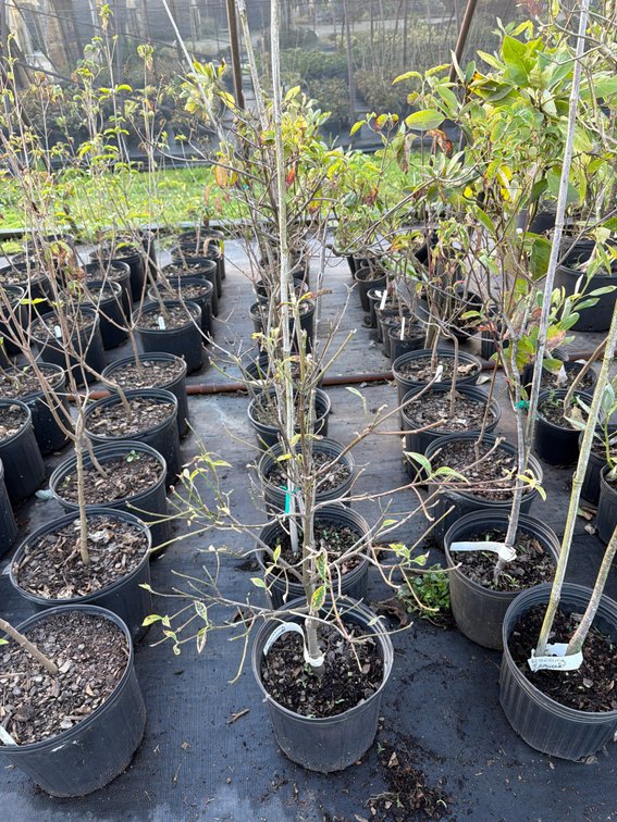 5count Flowering Dogwood 3 gal