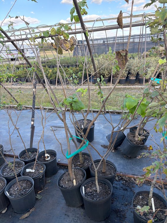4count Catalpa Tree 3gal