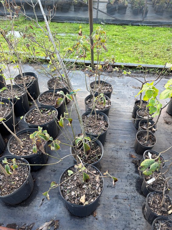 5count Flowering Dogwood 3 gal