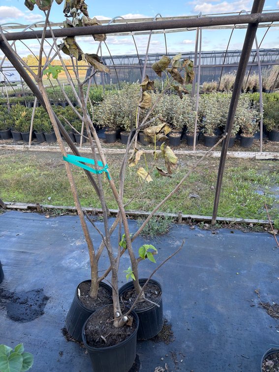 3count Catalpa Tree 3 gal