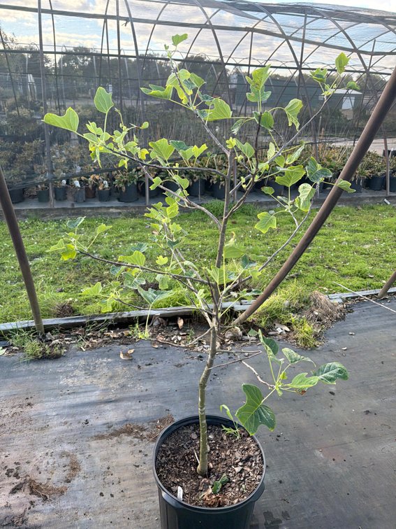 1count Tulip Tree 7 gal