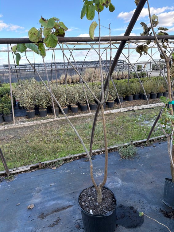 1count Catalpa Tree 7 gal
