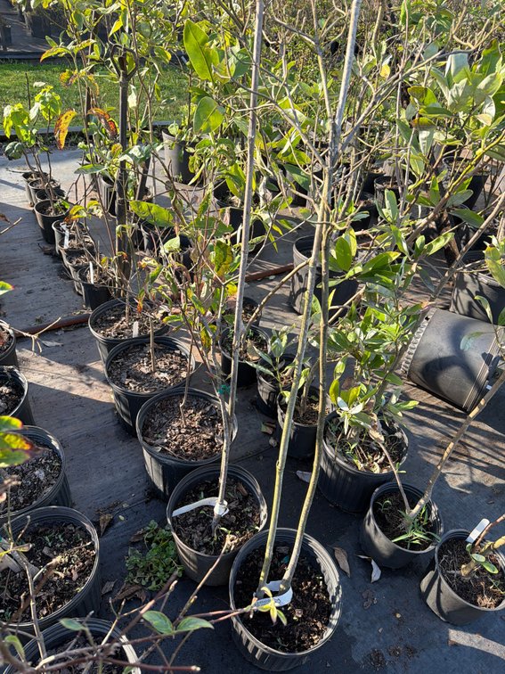 5count Flowering Dogwood 3 gal