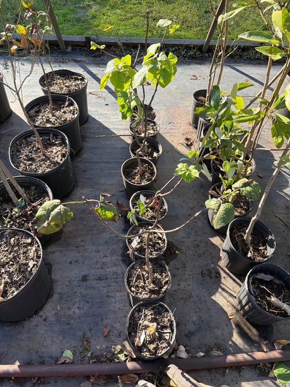 8count Catalpa Tree 1 gal