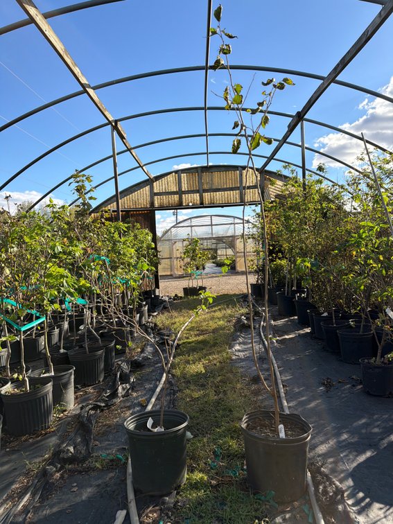 6count Red Mulberry Tree 3 gal