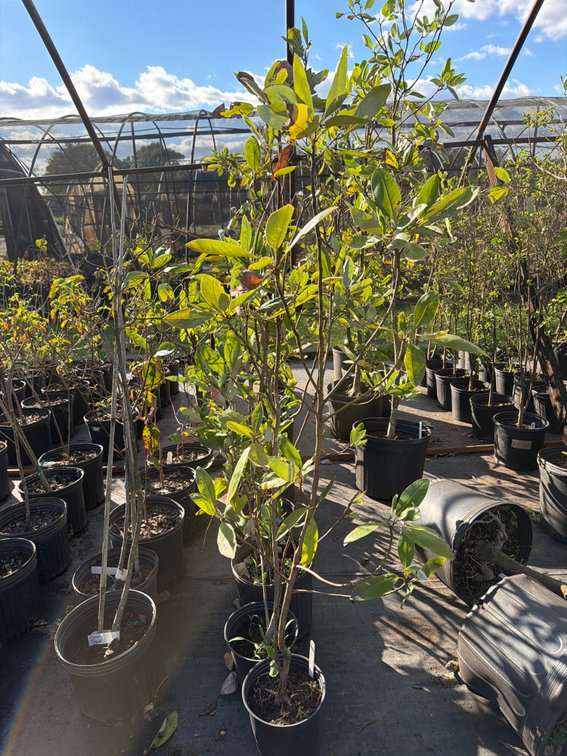 8count Moonglow Magnolia Tree 1 gal