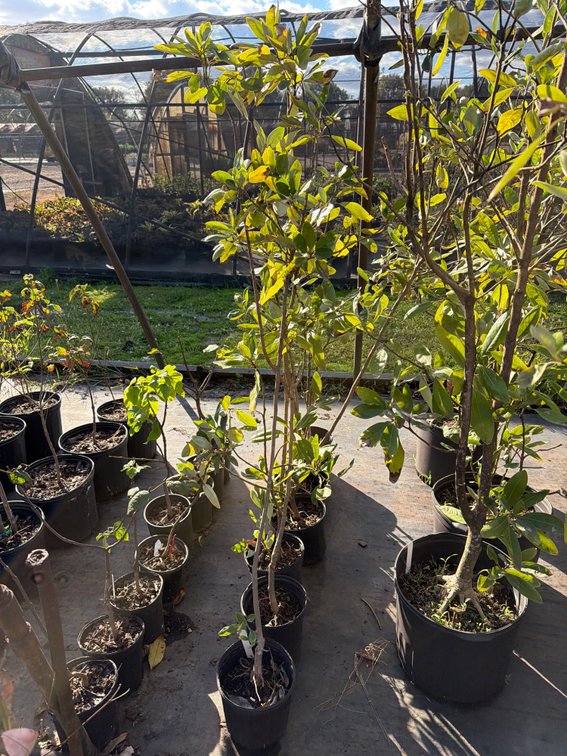 7count Moonglow Magnolia Tree 1 gal
