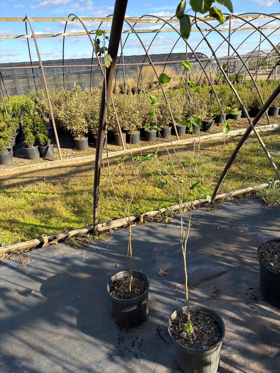 6count Red Mulberry Tree 3 gal
