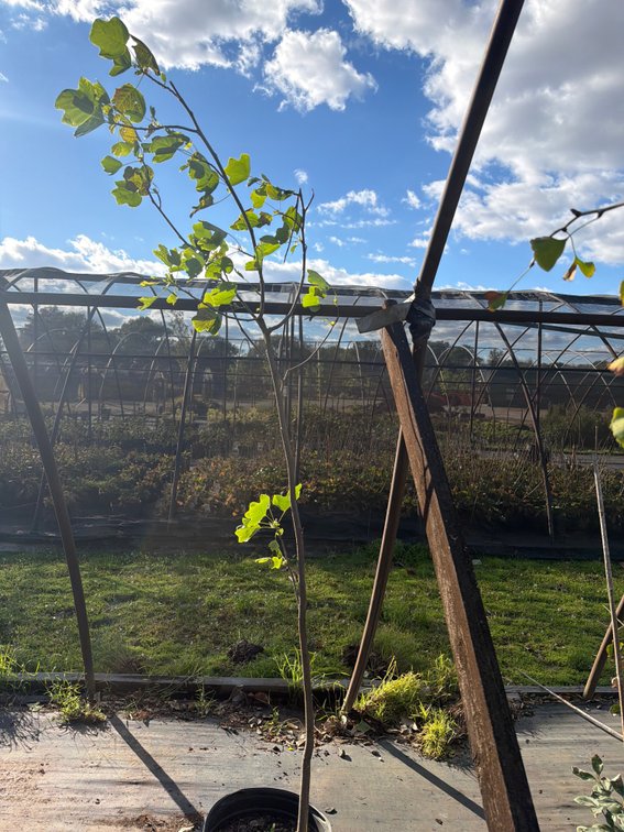 1count Tulip Tree 7 gal