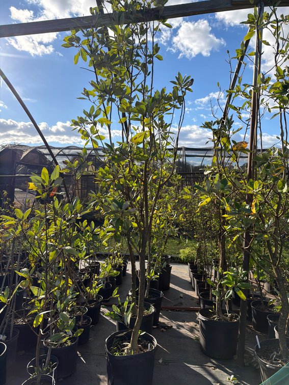 1count Moonglow Magnolia Tree 7 gal