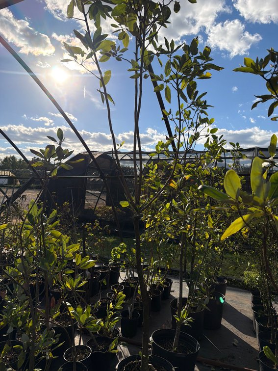 1count Moonglow Magnolia Tree 7 gal