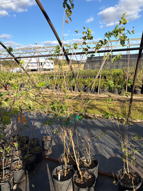 4count Red Mulberry Tree 3 gal