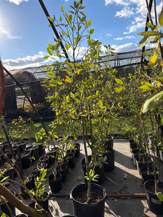 1count Moonglow Magnolia Tree 7 gal