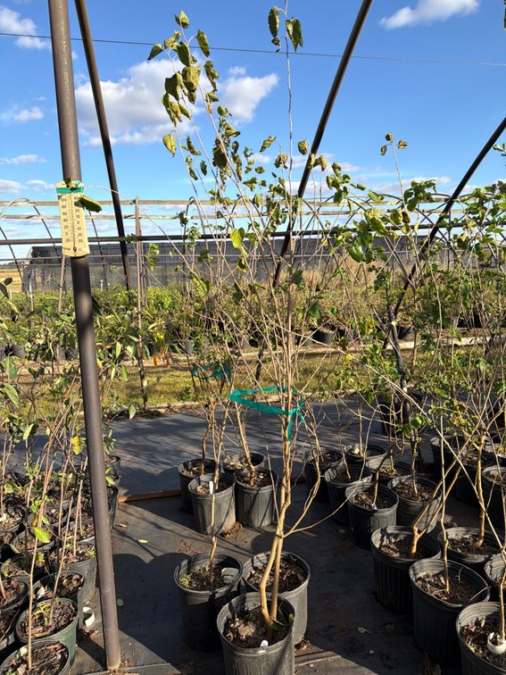 3count Red Mulberry Tree 3 gal