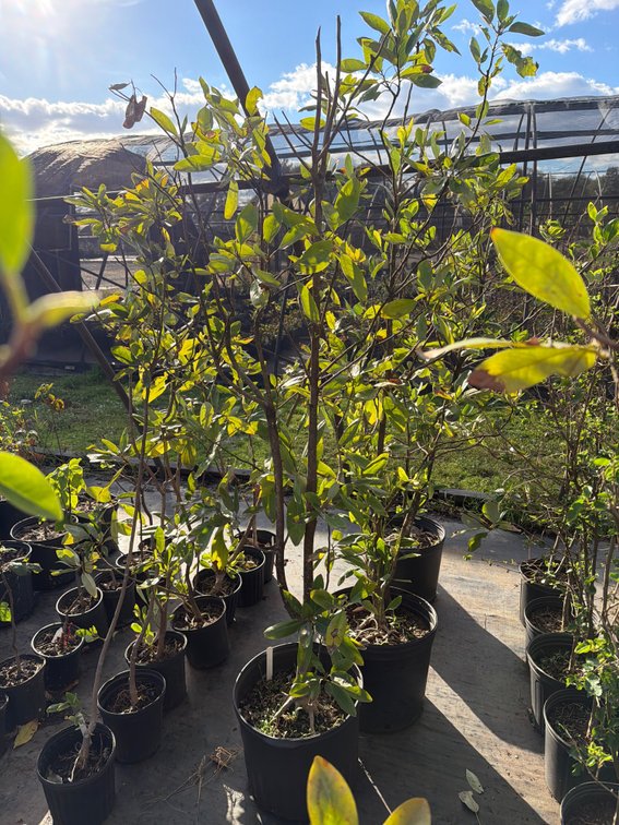 1count Moonglow Magnolia Tree 7 gal