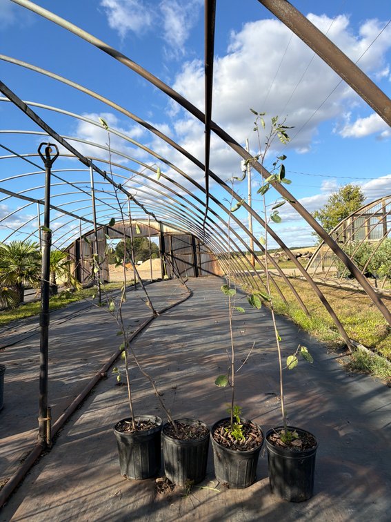 10count Serviceberry Tree 1 gal