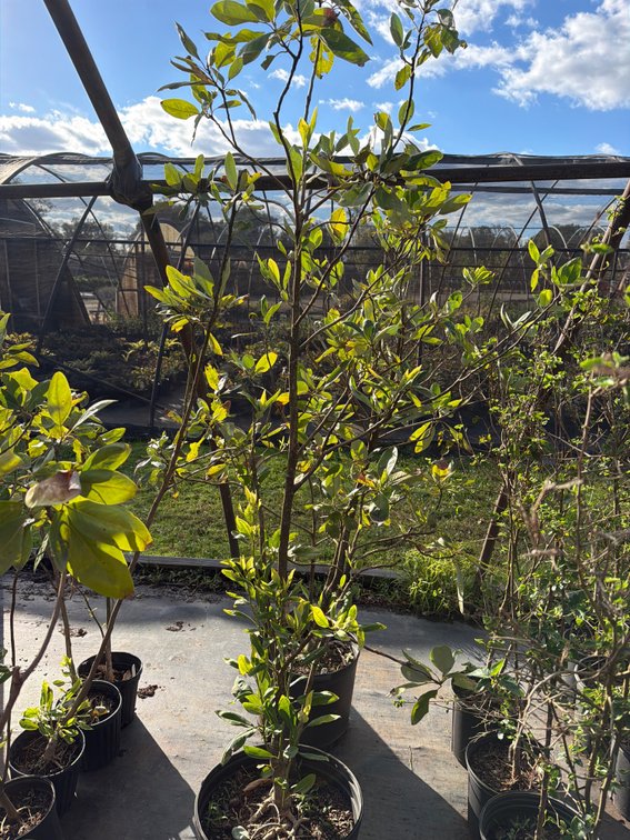 1count Moonglow Magnolia Tree 7 gal