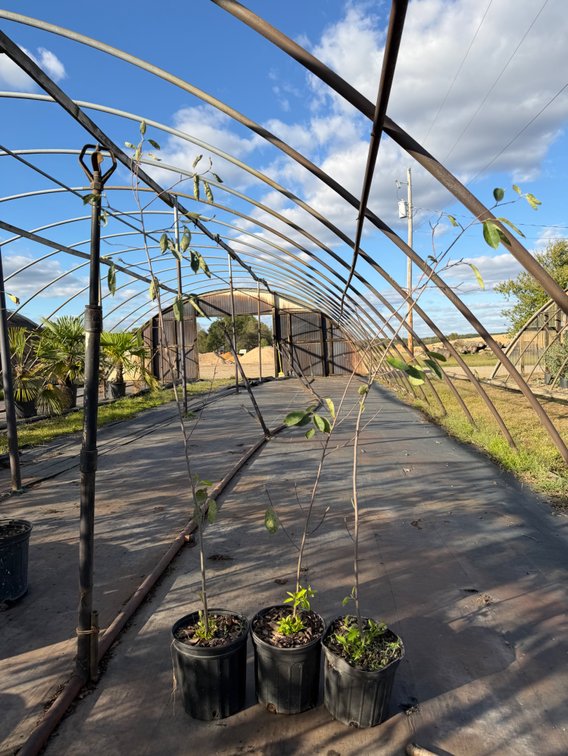 10count Serviceberry Tree 1 gal