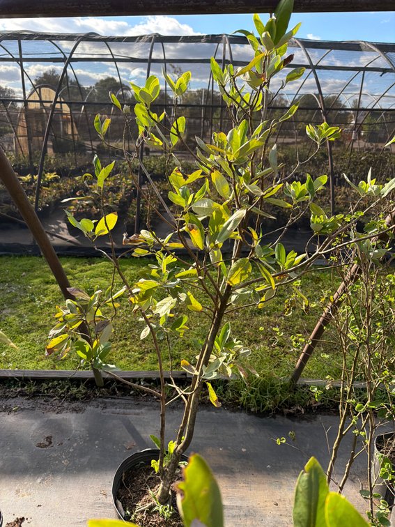 1count Moonglow Magnolia Tree 7 gal