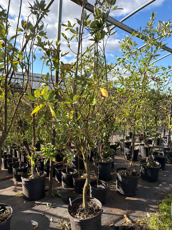 1count Moonglow Magnolia Tree 7 gal