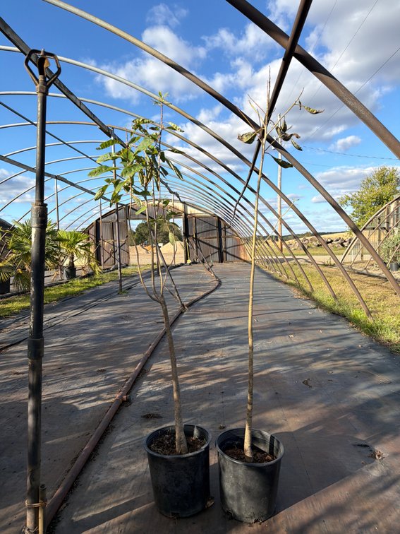 5count Tupelo Tree 2 gal