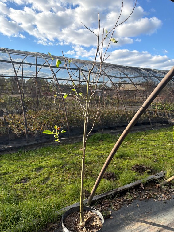 1count Tulip Tree 7 gal