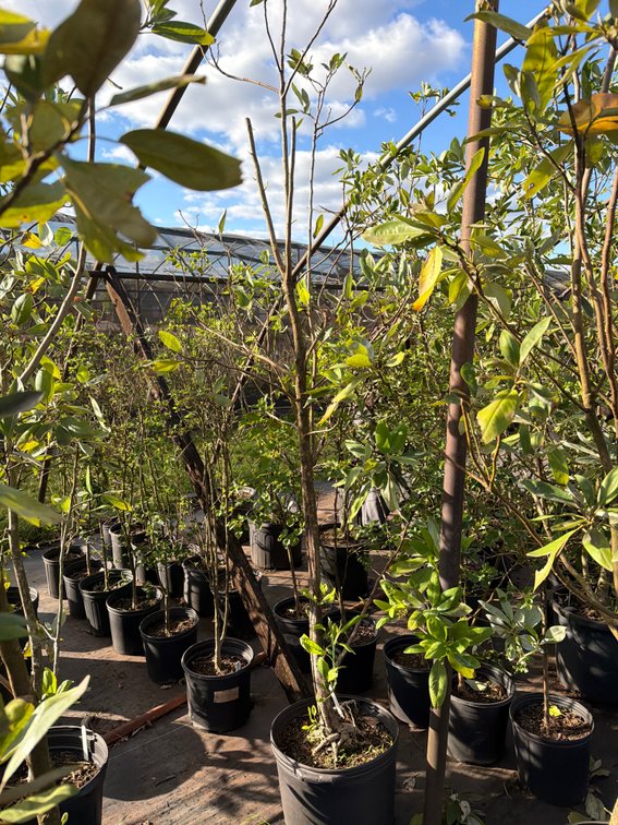 1count Moonglow Magnolia Tree 7 gal