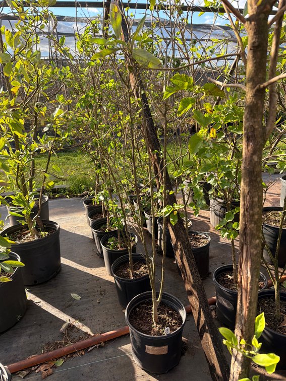 6count White Mulberry Tree 3 gal