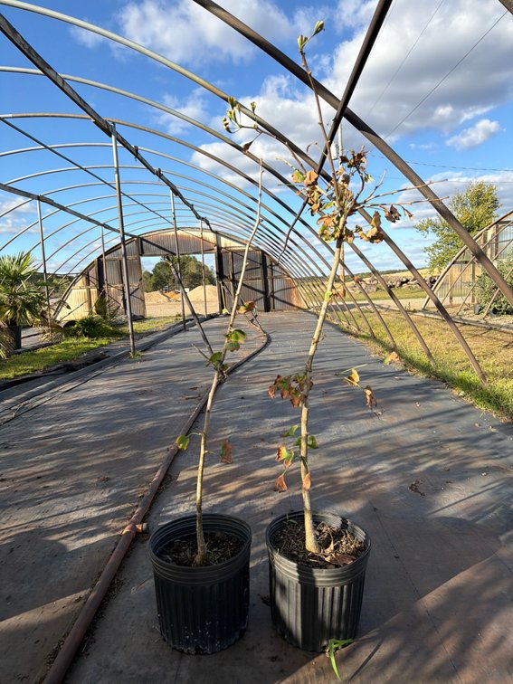 5count Ginkgo Biloba Tree 3 gal