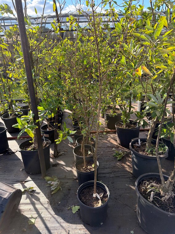 6count White Mulberry Tree 3 gal