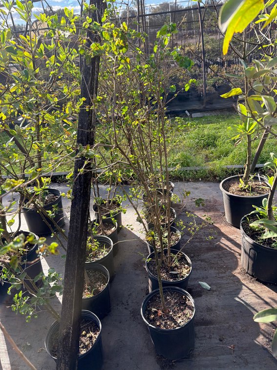 6count White Mulberry Tree 3 gal