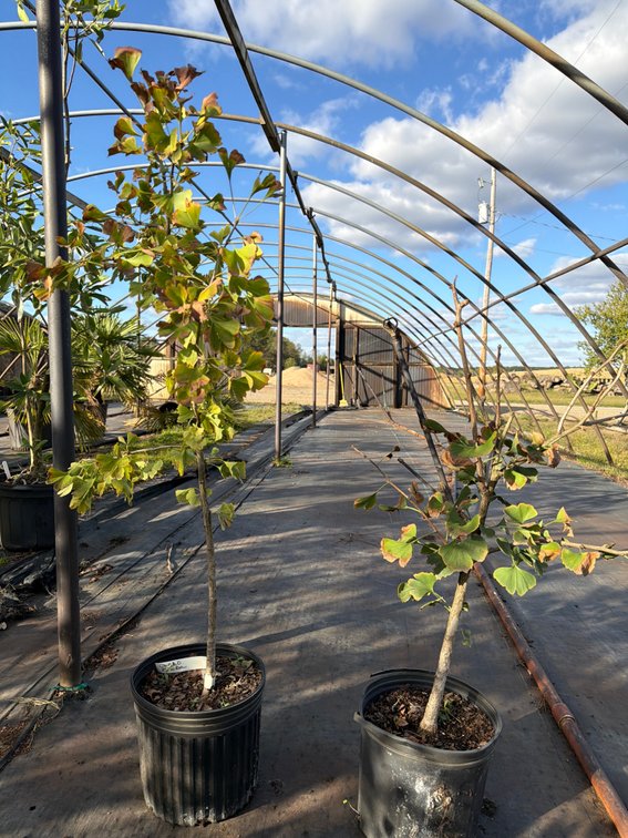 5count Ginkgo Biloba Tree 3 gal
