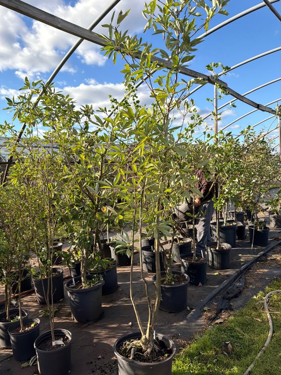 1count Sweetbay Magnolia Tree 7gal