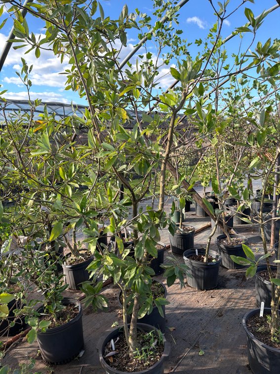 1count Sweetbay Magnolia Tree 7gal