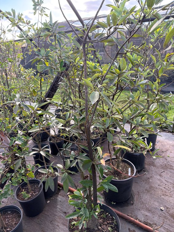 1count Sweetbay Magnolia Tree 7gal