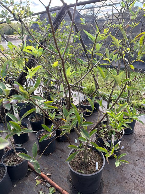 1count Sweetbay Magnolia Tree 7gal