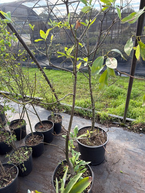 1count Sweetbay Magnolia Tree 7gal