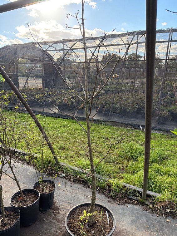 1count Sweetbay Magnolia Tree 7gal