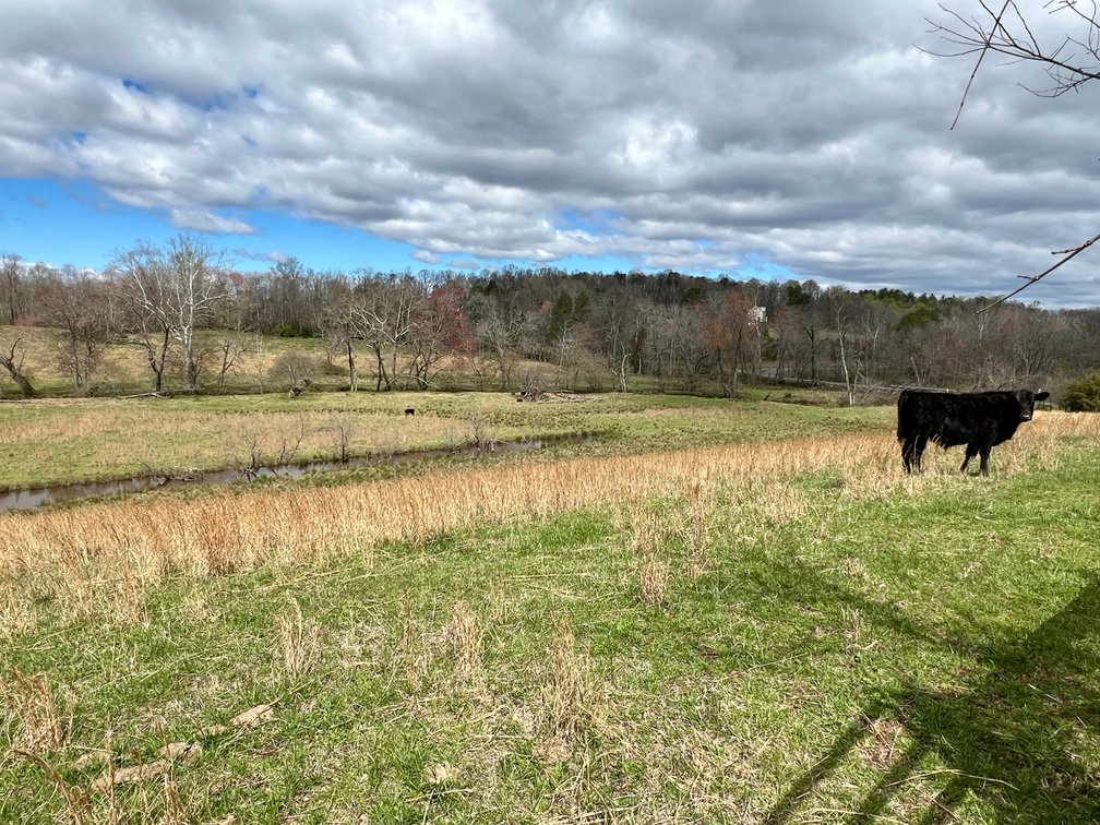 Image for 10 +/- Acre Parcel w/1,500' +/- of Road Frontage & Mountain Views in Culpeper County, VA--SELLING to the HIGHEST BIDDER!!