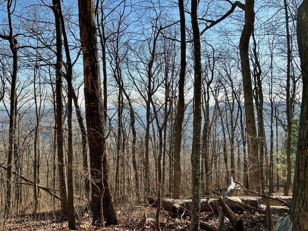 Image for 4 BR/1.5 BA Period Correct Relocated 1850's Log Cabin on 10 +/- Acres w/Amazing Mountain Views in Greene County, VA--ONLINE ONLY BIDDING!!