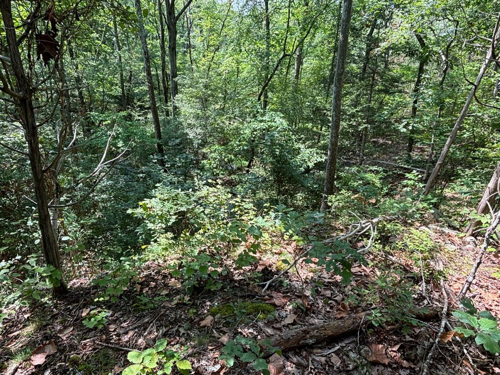 Image for 6.48 +/- Acre Land Parcel w/430' +/- of Passage Creek Frontage in Warren County, VA--ONLINE ONLY BIDDING!!