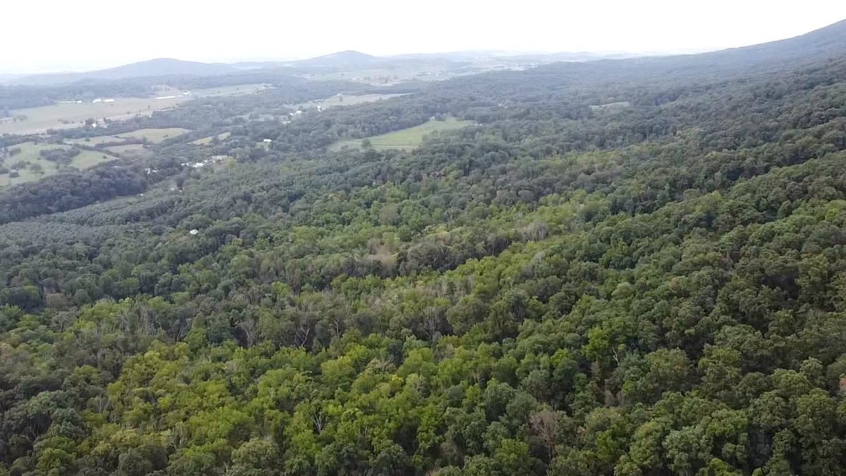 Image for 81 +/- Acre Land Parcel w/Spring House, Access Roads & Tons of Wildlife--Rockingham County, VA