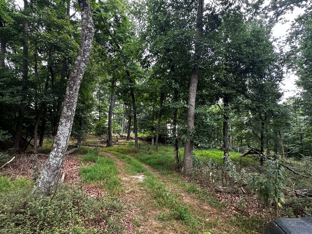 Image for 81 +/- Acre Land Parcel w/Spring House, Access Roads & Tons of Wildlife--Rockingham County, VA