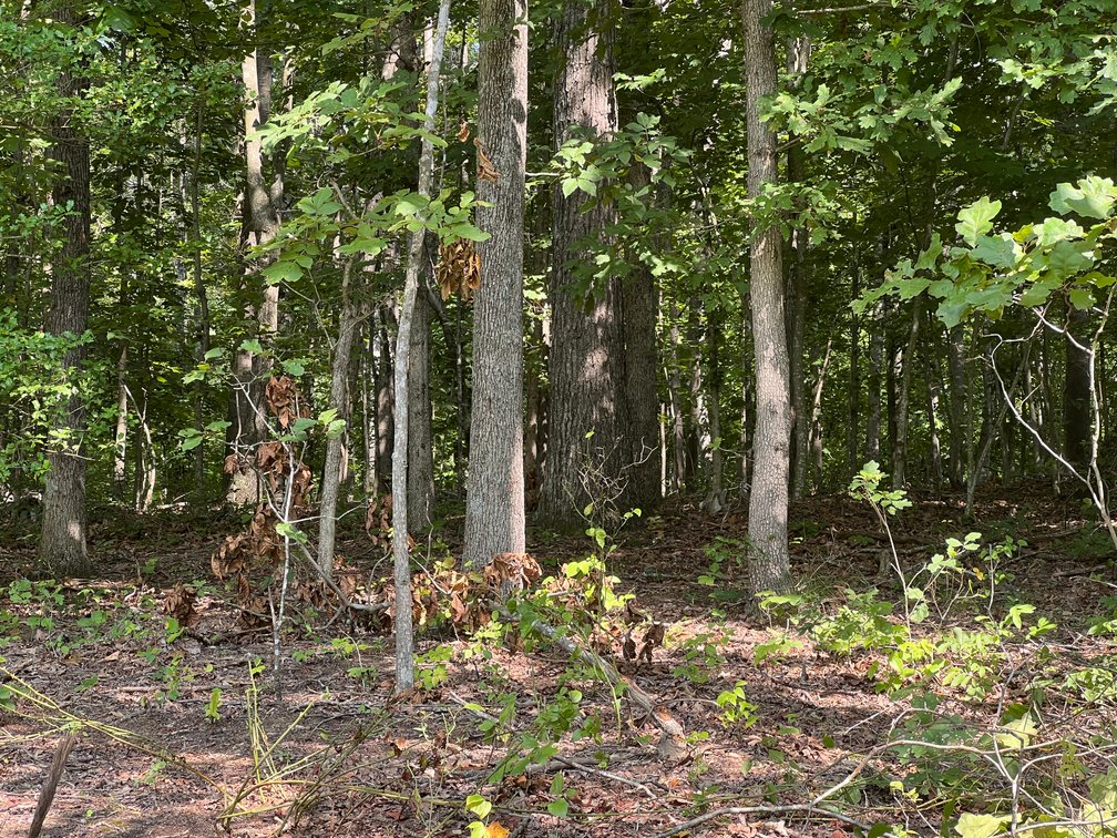 Image for 5.03 +/- Acre Wooded Land Parcel w/240' +/- of Road Frontage in Culpeper County, VA--ONLINE ONLY BIDDING!!