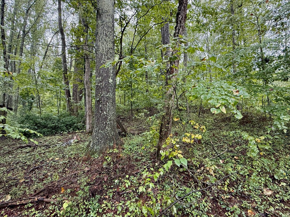 Image for 7.6 +/- Acres w/Well, Pond & Potential Homesite in Madison County, VA--ONLINE ONLY BIDDING!!