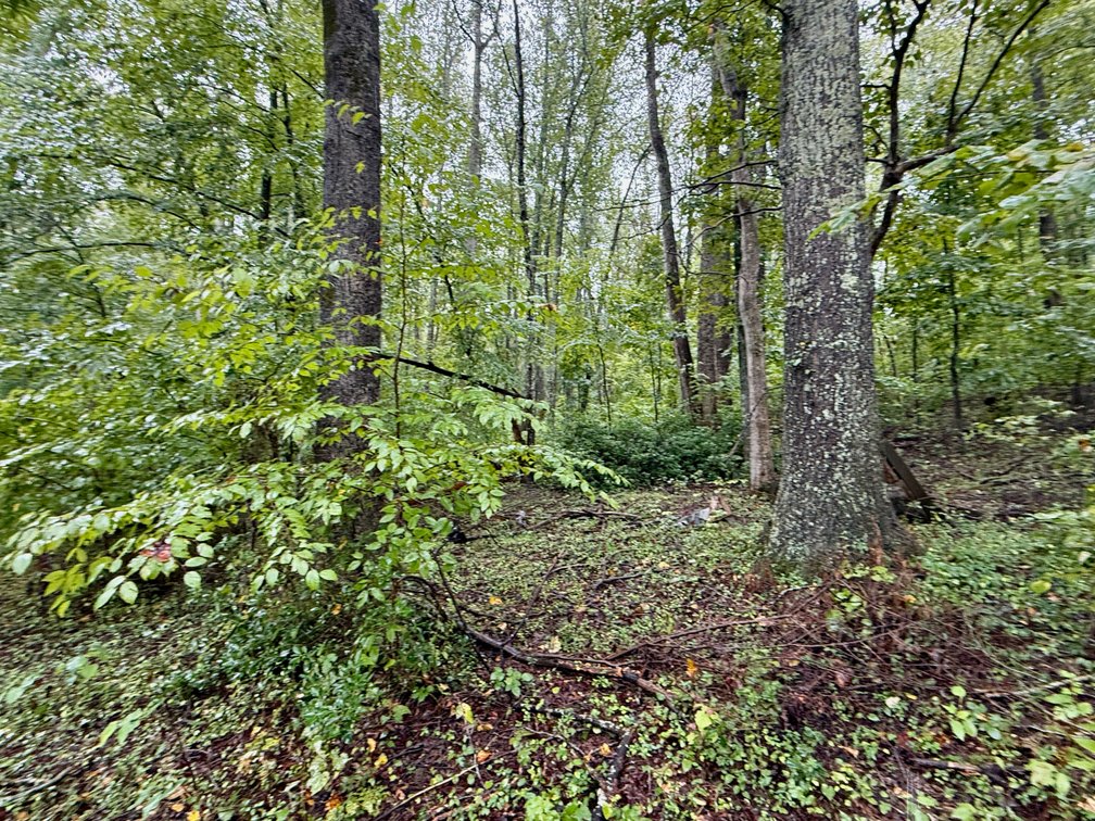 Image for 7.6 +/- Acres w/Well, Pond & Potential Homesite in Madison County, VA--ONLINE ONLY BIDDING!!