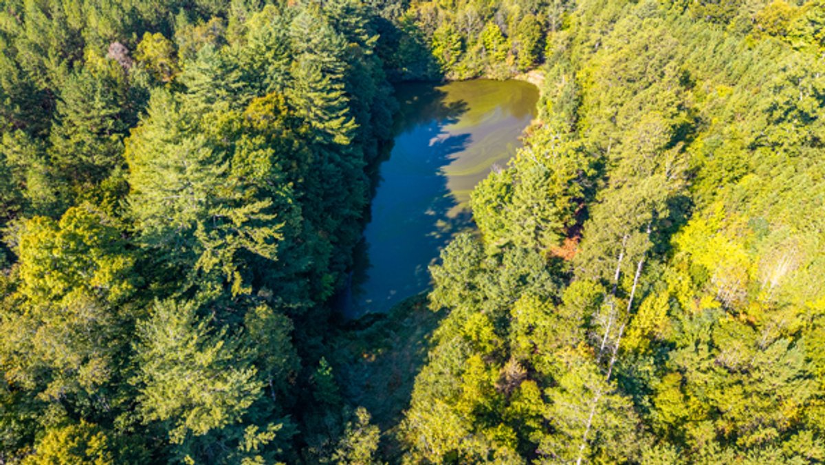 Image for 162 +/- Acres of Campbell County, VA Land Featuring Merchantable Timber, Potential Homesite, Road Frontage, Open & Wooded Sections, Pond, Wildlife & Agricultural Zoning!!