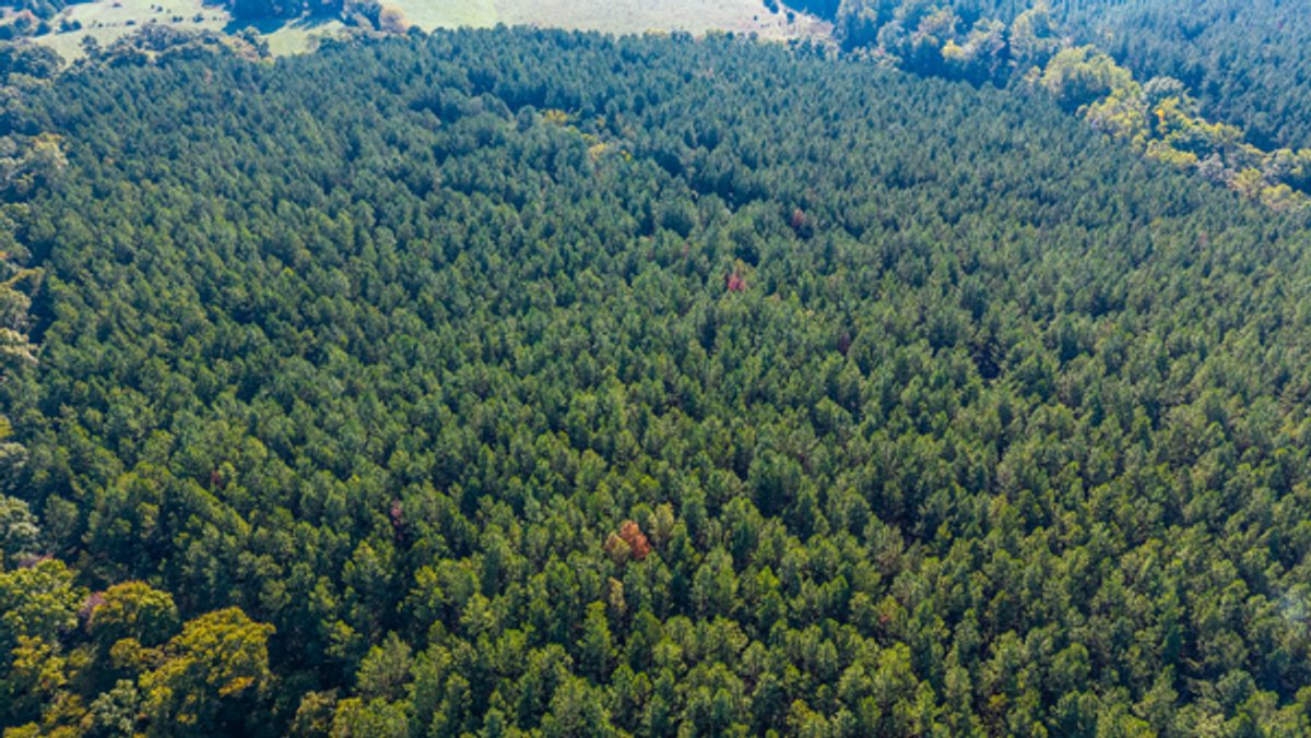Image for 162 +/- Acres of Campbell County, VA Land Featuring Merchantable Timber, Potential Homesite, Road Frontage, Open & Wooded Sections, Pond, Wildlife & Agricultural Zoning!!
