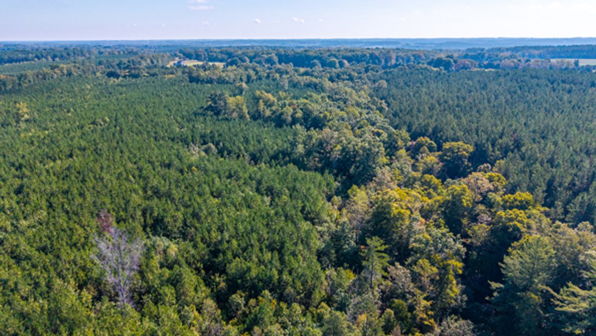 Image for 162 +/- Acres of Campbell County, VA Land Featuring Merchantable Timber, Potential Homesite, Road Frontage, Open & Wooded Sections, Pond, Wildlife & Agricultural Zoning!!
