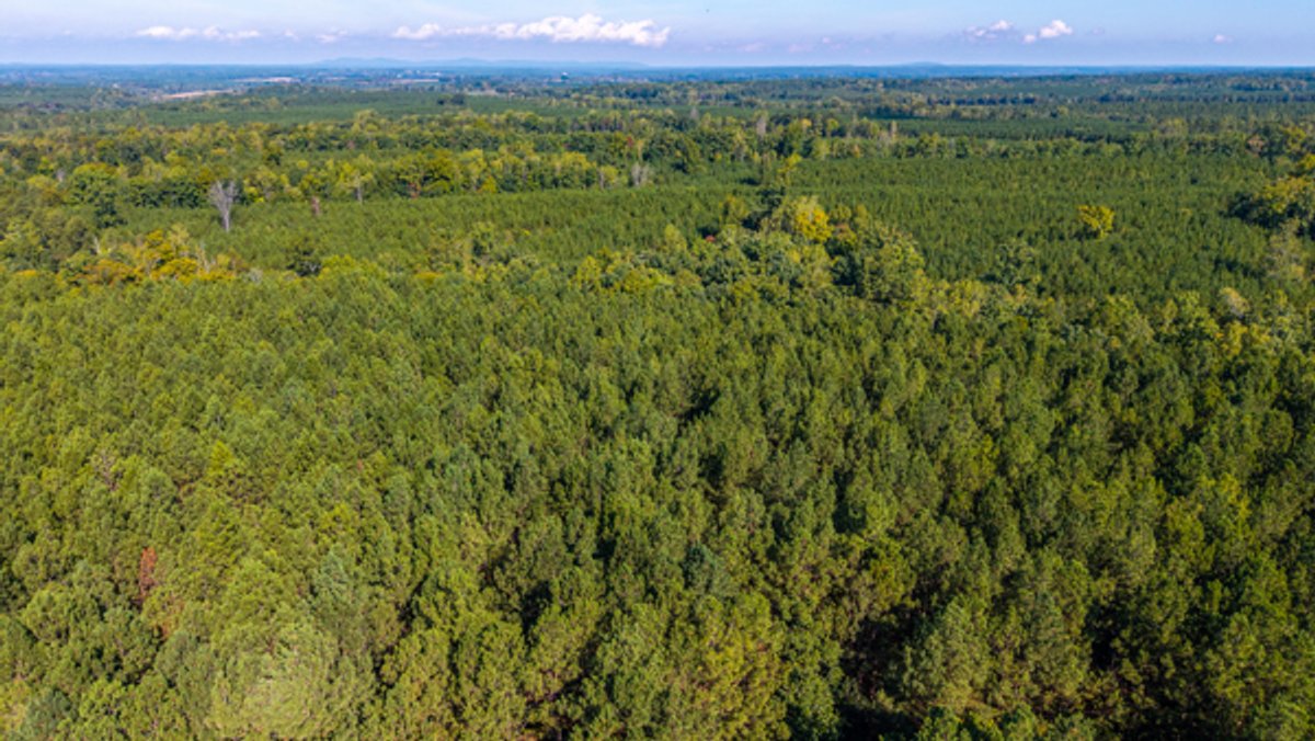 Image for 162 +/- Acres of Campbell County, VA Land Featuring Merchantable Timber, Potential Homesite, Road Frontage, Open & Wooded Sections, Pond, Wildlife & Agricultural Zoning!!